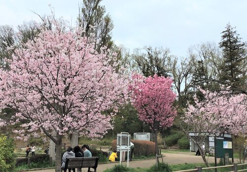 桜台公園１.JPG